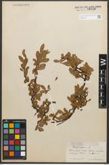 Foto von Salix retusa L.